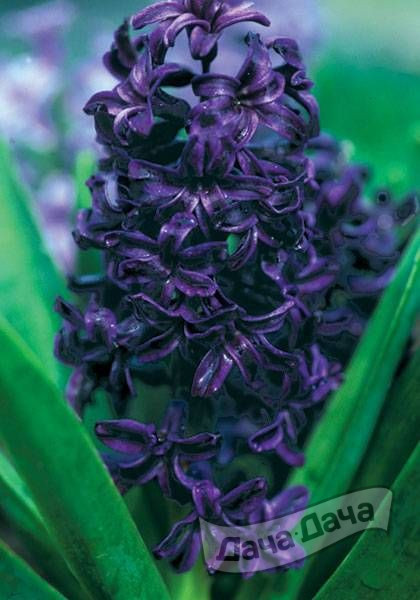 Гиацинт Мария