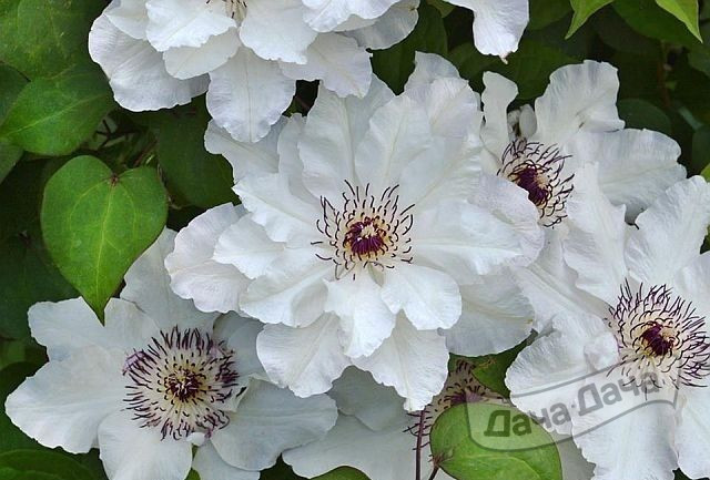 Клематис Мария Качинска