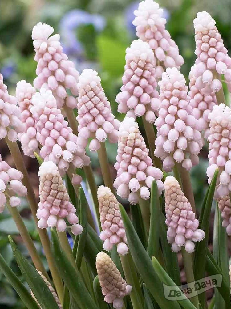 Мускари Пинк Санрайз