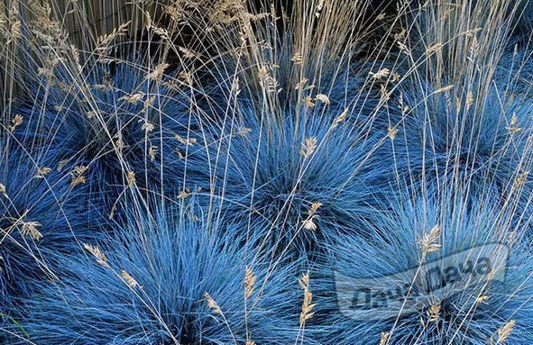 Овсяница сизая Элиа Блю