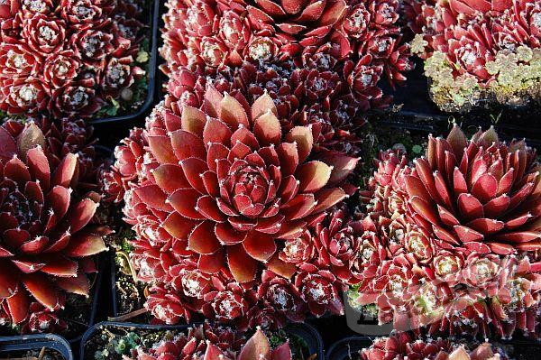 Молодило Палисандер