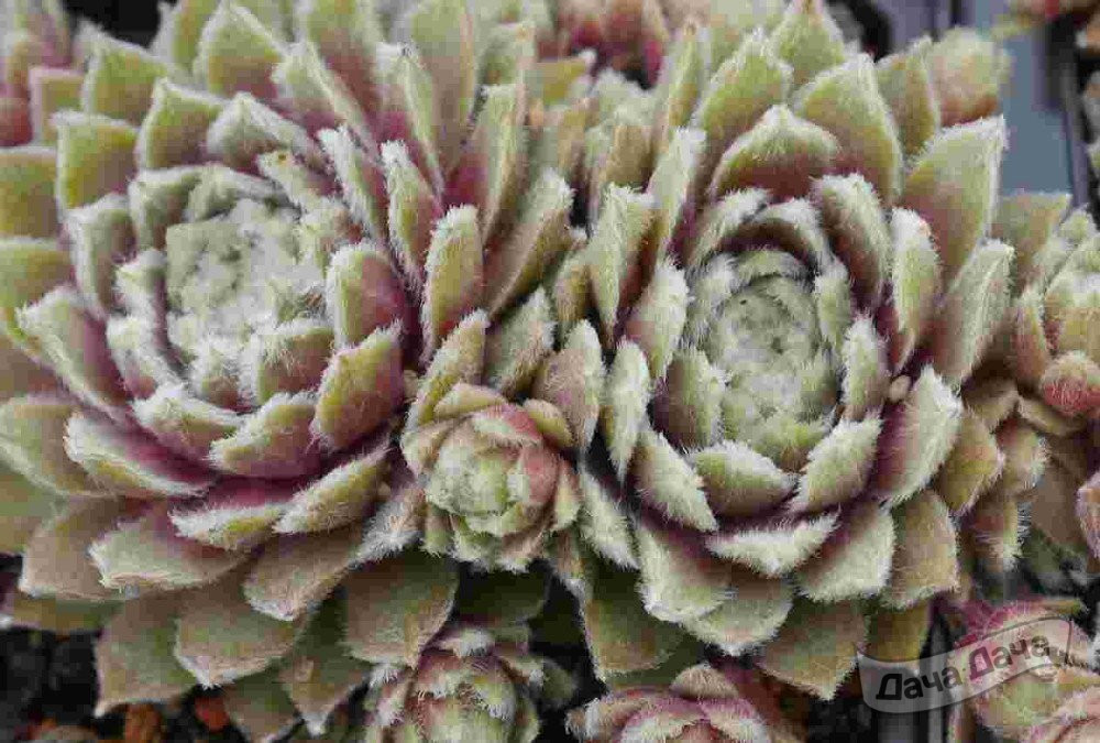 Молодило Роза Мадхен