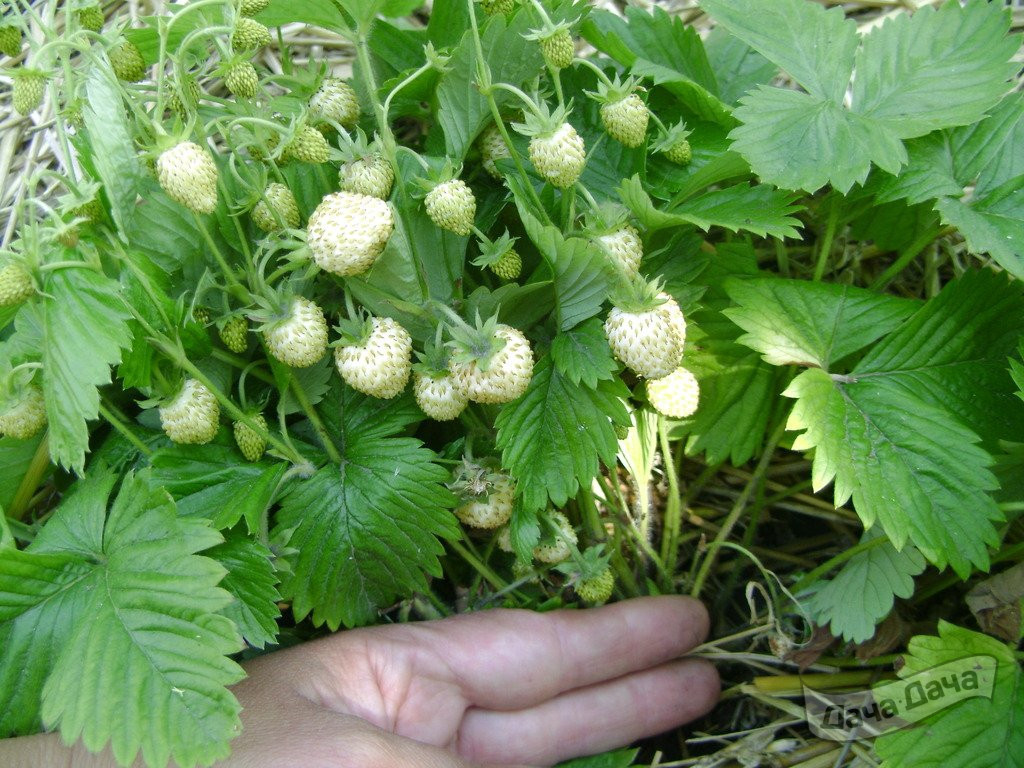 Земляника крупноплодная Ананасная