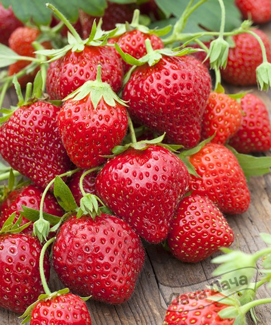 Земляника крупноплодная Мара де Буа