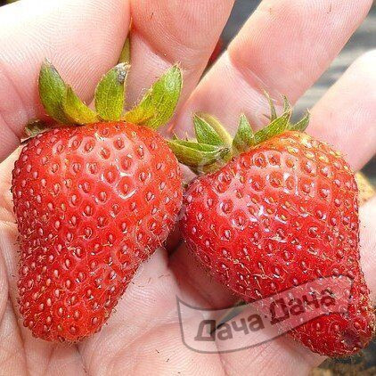 Земляника крупноплодная Мея