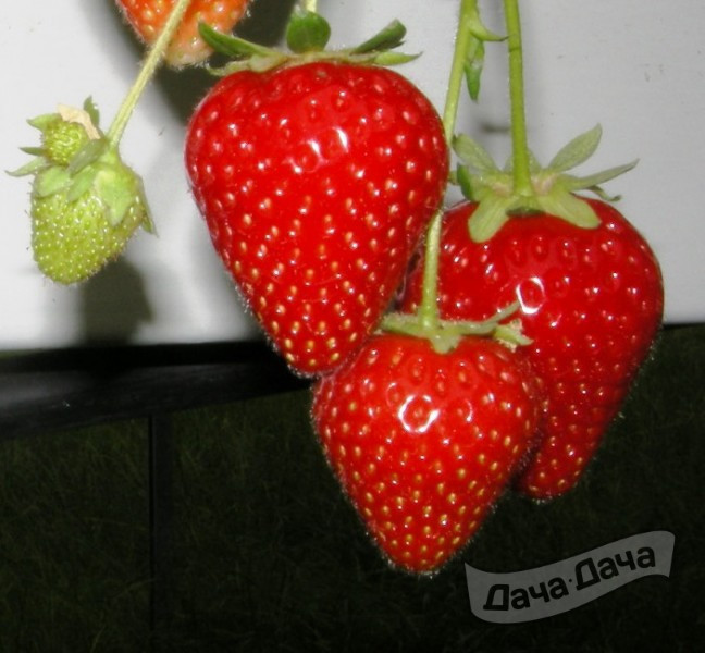 Земляника крупноплодная поздняя Моллинг Сентчери