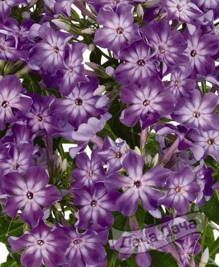 Флокс метельчатый Эрли Пёрпл Ай