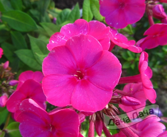 Флокс метельчатый Эрли Сериз