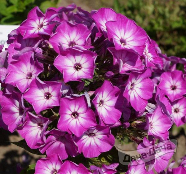 Флокс метельчатый Флэйм Пёрпл Ай