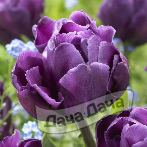 Тюльпан махровый Аликанте