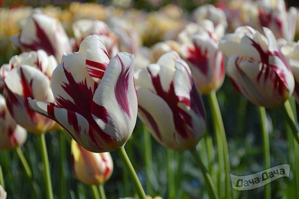 Тюльпан Гранд Перфекшион