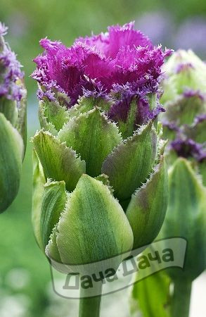 Тюльпан густомахровый бахромчатый Пёпл Тауэр