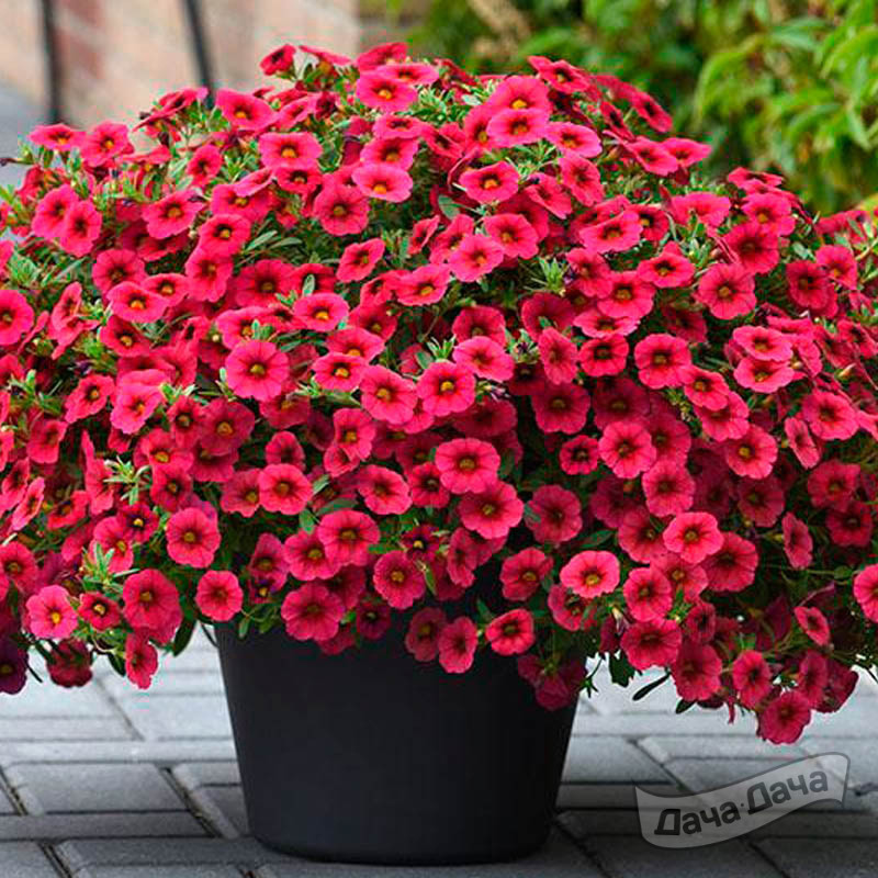 Калибрахоа (Calibrachoa) - описание сорта, фото, саженцы, посадка ...