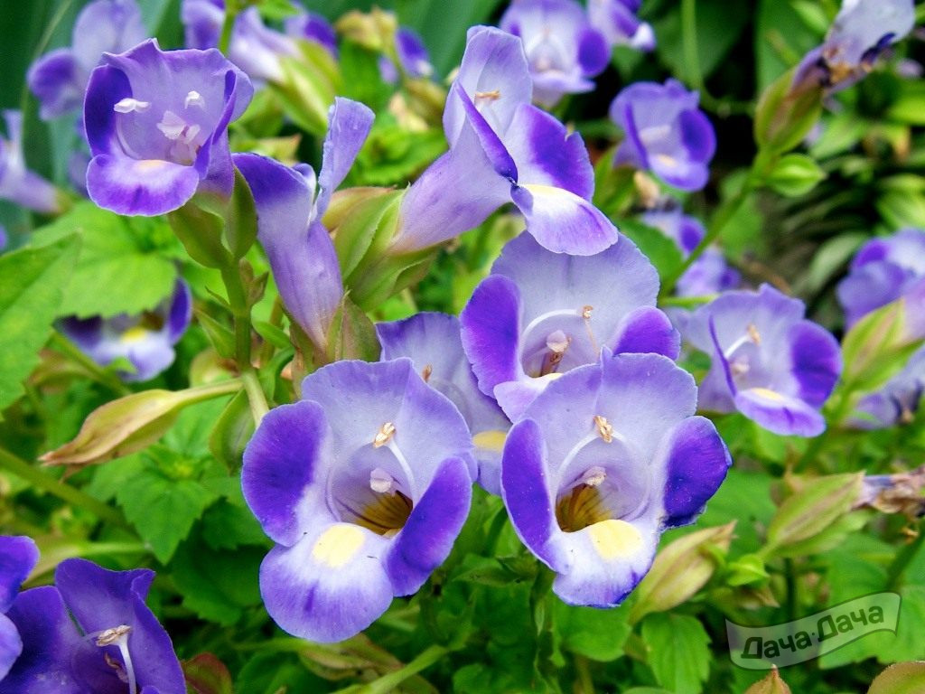 Торения Фурнье Ларджъ голубая