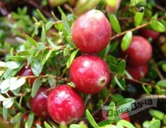 Клюква крупноплодная Стивенс