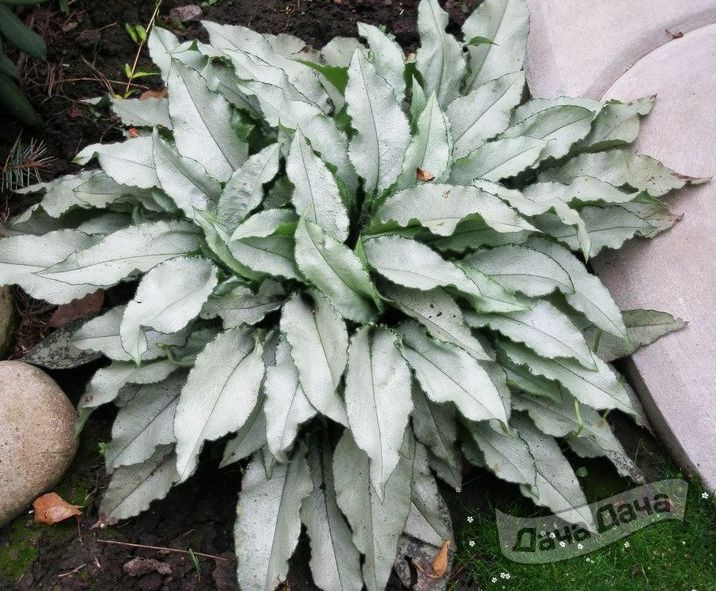 Медуница гибридная Мажесте