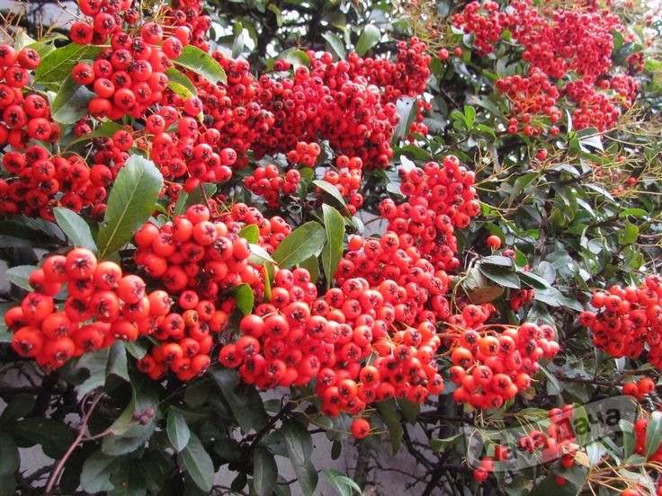 Пираканта Ред Колумн