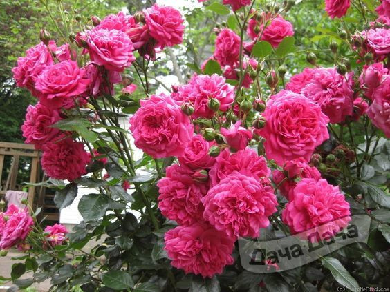 Роза плетистая Лагуна