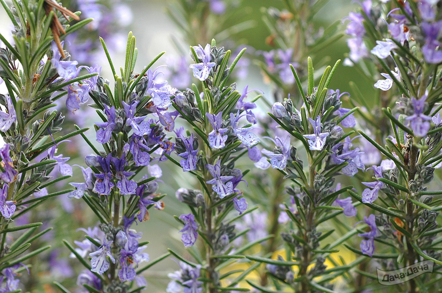 Розмарин лекарственный Поинт ду Ра (Rosmarinus officinalis Pointe Du Raz) -  описание сорта, фото, саженцы, посадка, особенности ухода. Дачная  энциклопедия.