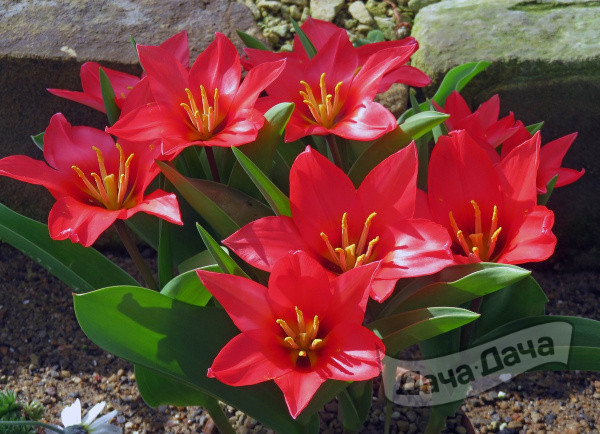 Тюльпан Пинк Дварф