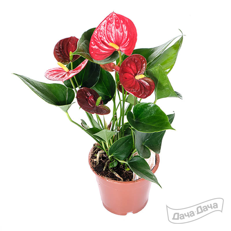 Антуриум Андрианум Эсудо