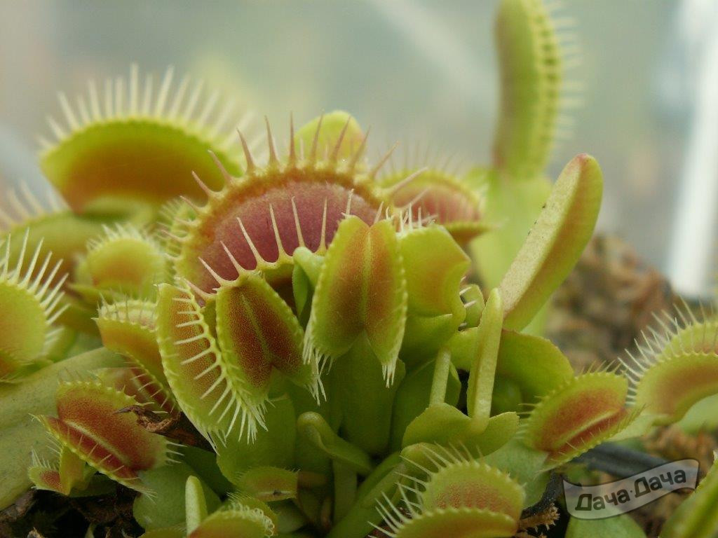 Дионея Мусципула