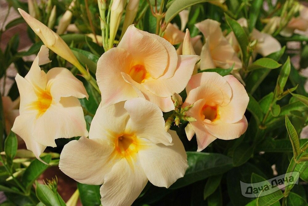 Дипладения (Dipladenia) - описание сорта, фото, саженцы, посадка ...