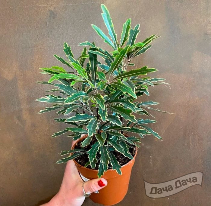 Дизиготека 