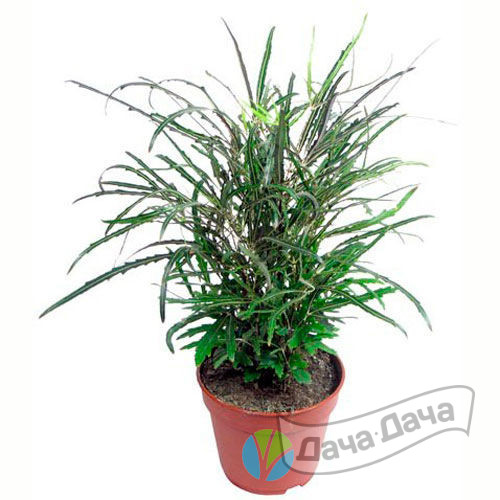 Дизиготека Бианка