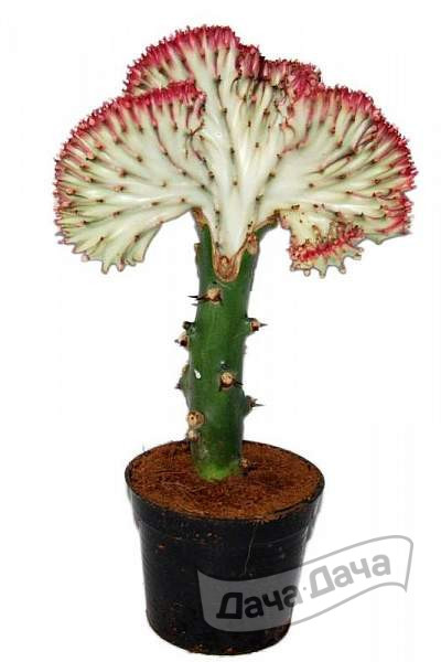 Эуфорбия Кристата