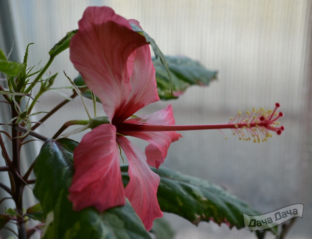 Гибискус пестролистный
