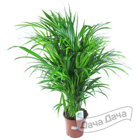 Хризалидокарпус Лутесценс