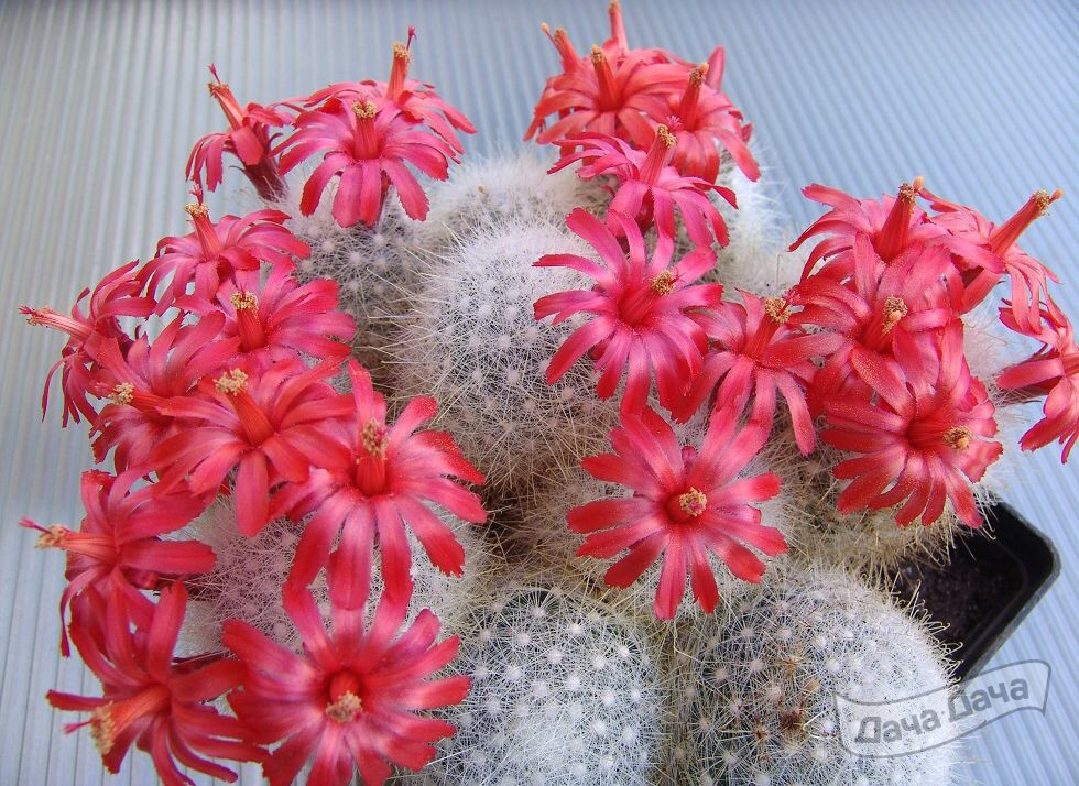 Маммиллярия Сенилис