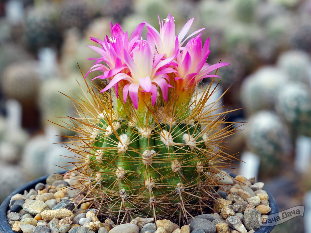 Неопортерия Сабгиббоса