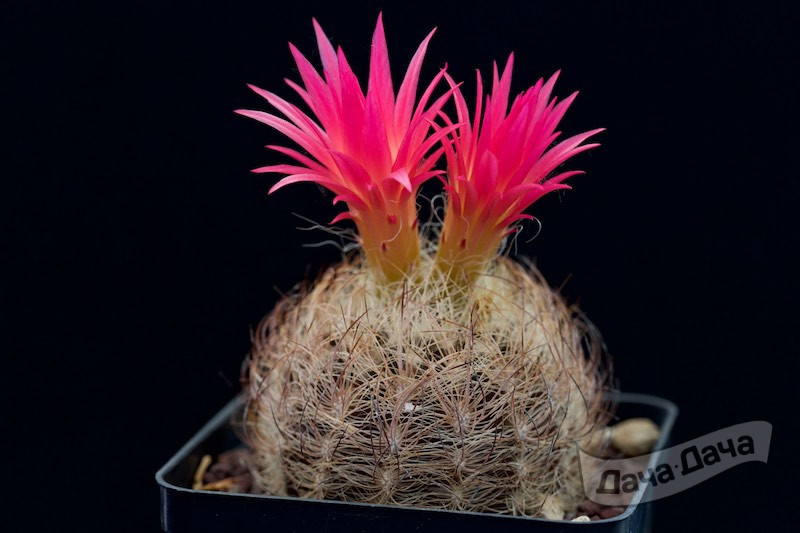 Неопортерия Сениллис