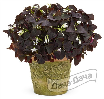 Оксалис Папилионасеа Вайт