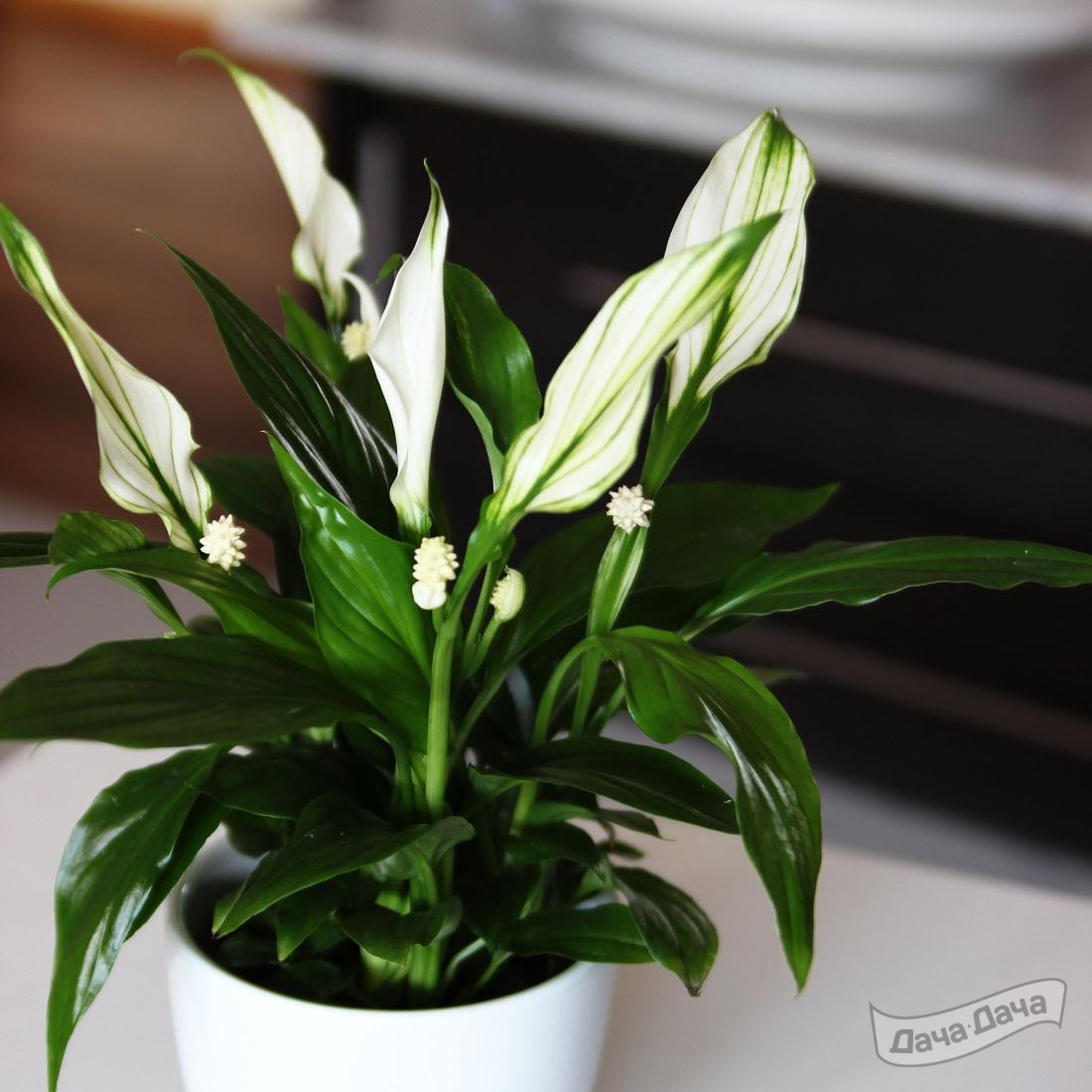 Спатифиллум Сильвер Купид (Spathiphyllum silver cupido) - описание сорта,  фото, саженцы, посадка, особенности ухода. Дачная энциклопедия.