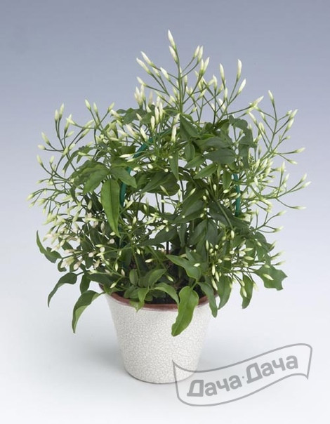 Жасмин полиантум