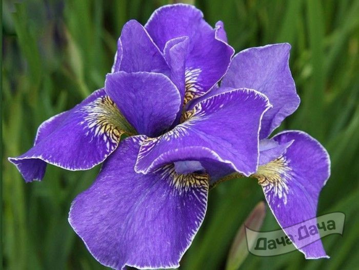 Ирис сибирский Эвер Эгейн (Ever Again)