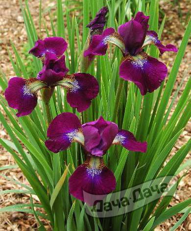 Ирис сибирский Хаббард (Hubbard)
