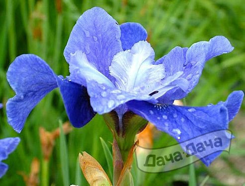 Ирис сибирский Ридженси Бель (Regency Belle)