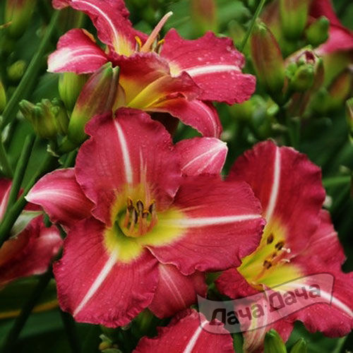 Лилейник гибридный Матрешка (Matrousjka)
