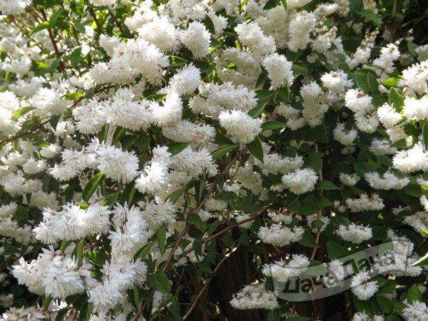 Дейция: вырастить вечнозеленую и листопадную  