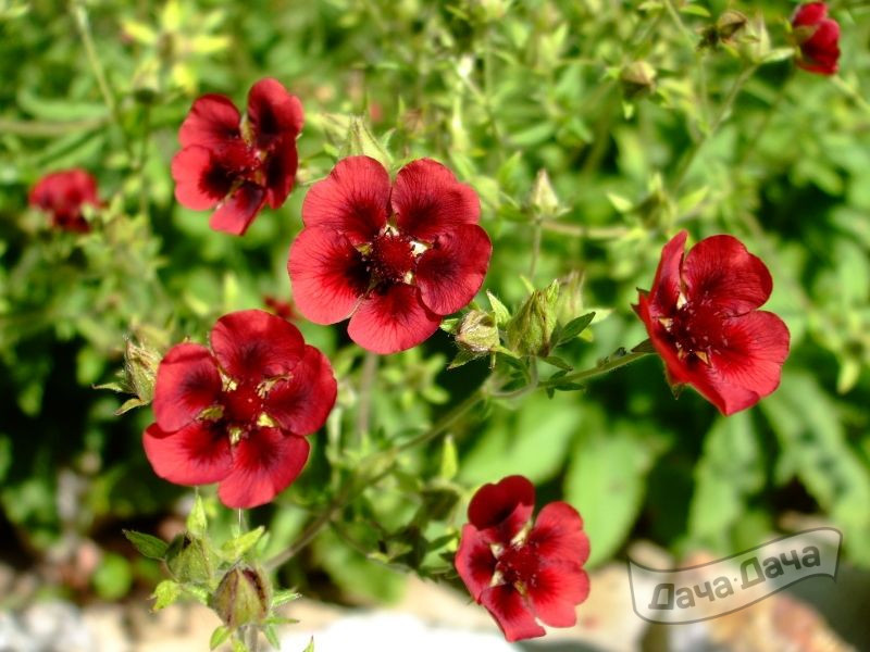 Лапчатка Турбера Монархс Вельвет (Monarchs Velvet)