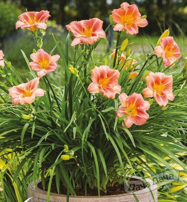 Лилейник гибридный Эври Дейлили Сериз (EveryDaylily Cerise)