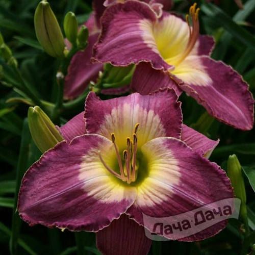 Лилейник гибридный Малазиан Монарх (Malysian Monarch)