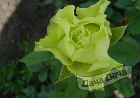 Роза чайно-гибридная Доллар Сикрет (Dollar Secret)