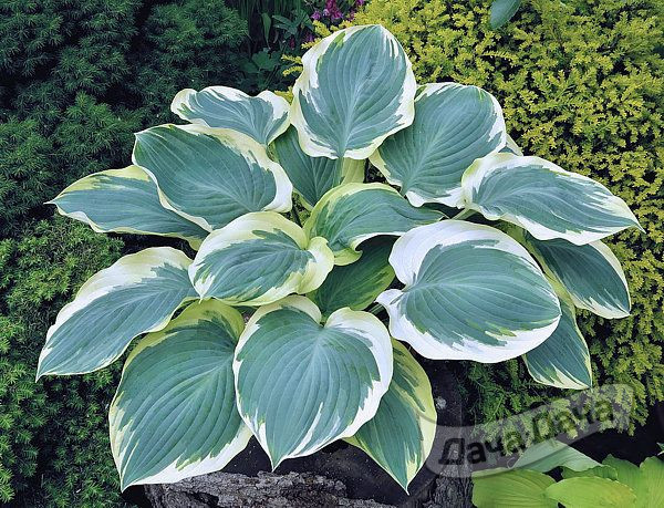 Хоста Орионс Белт (Orions Belt)