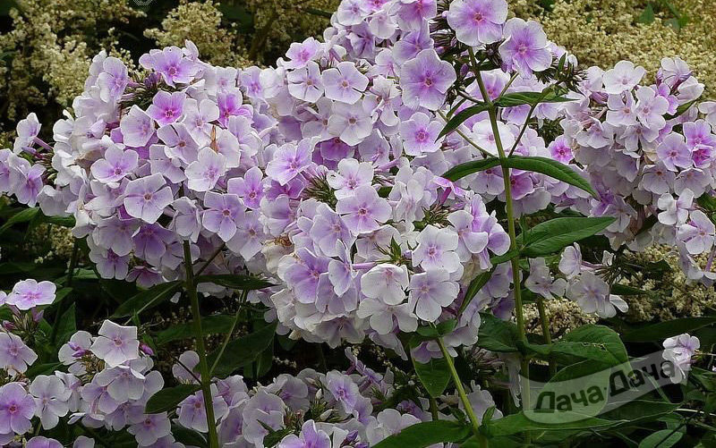 Флокс Лавенделвольке (Lavendelwolke)