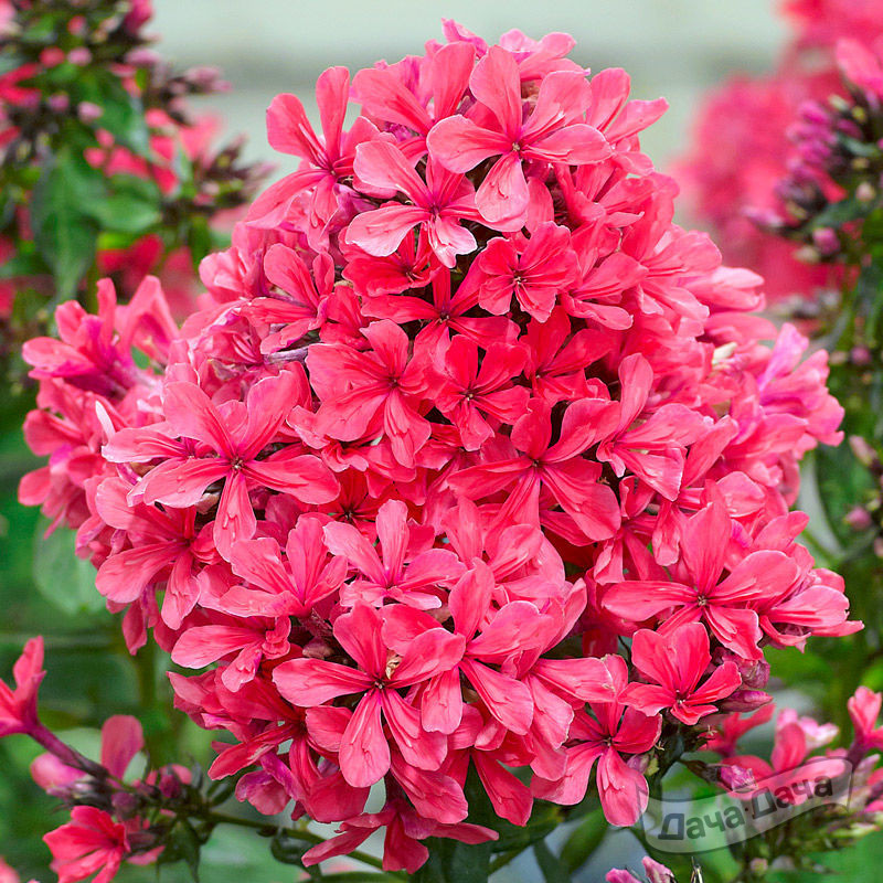 Флокс метельчатый Клеопатра (Cleopatra)